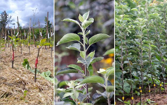 Jeunes arbres greffés en croissance