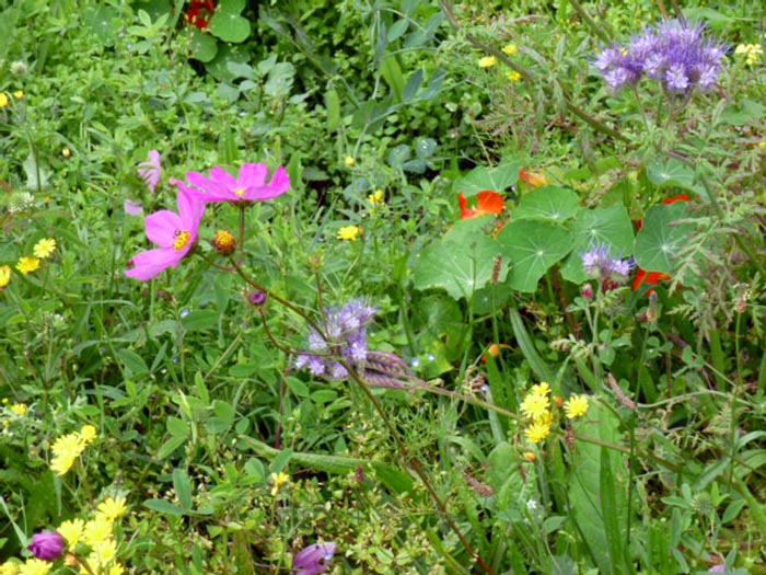 Végétation et engrais verts